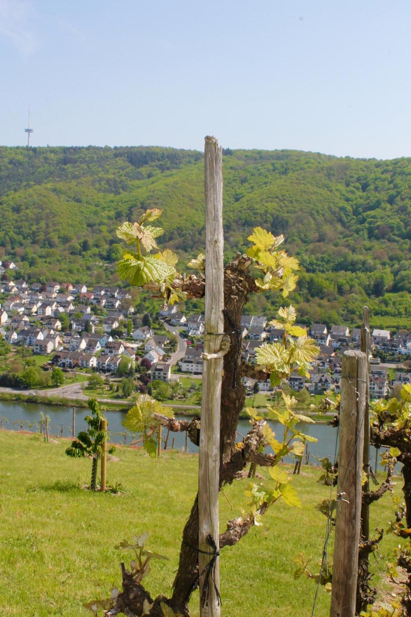 Ferienwohnung auf der Moselhöhe - Nähe Koblenz und Cochem Dieblich Exterior foto